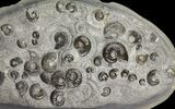 Tall Concretion with Ammonite (Eleganticeras) Fossils - England #171254-1